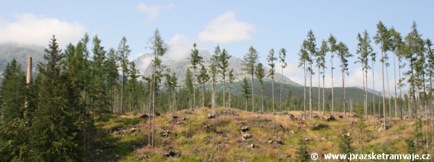 Vichřice, dosahující rychlosti až 170 kilometrů v hodině, zcela zničila 19. listopadu 2004 12.000 hektarů lesního porostu na dolních svazích Tatranského národního parku. | 5.8.2007